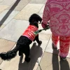 4227-red-and-pink-bandana-dog-jumper-5.webp Red and Pink Bandana Dog Jumper