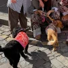 4227-red-and-pink-bandana-dog-jumper-6.webp Red and Pink Bandana Dog Jumper
