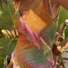 6209-ombre-jacquard-faro-dress-2.webp Ombre Jacquard Faro Dress